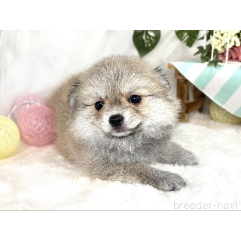 成約済の滋賀県のポメチワ:ポメラニアン×チワワ-409001の3枚目